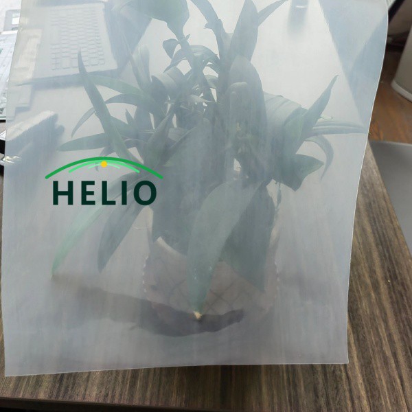 Clear vs Diffused Greenhouse Film: Engin nge Yield tha zawk pe thei?